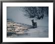 Winter View Of A Deer Near The River by Dean Conger Limited Edition Print
