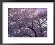 Cherry Blossoms, Washington, Dc by Charles Shoffner Limited Edition Print