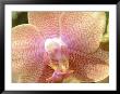 Orchids by Lauree Feldman Limited Edition Print