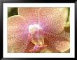 Orchids by Lauree Feldman Limited Edition Pricing Art Print