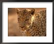 Leopard, Namibia, Africa by Keith Levit Limited Edition Print