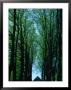 Leafy Avenue Leading To Small Chapel, Denmark by Jon Davison Limited Edition Print