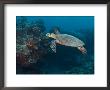 Hawksbill Turtle, Palau, Micronesia, Rock Islands, World Heritage Site, Western Pacific by Stuart Westmoreland Limited Edition Print