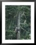 A Grizzly Bear Clings To A Fir Tree It Is Climbing by Tom Murphy Limited Edition Print