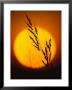 Indian Grass Against A Sunset Sky At Audubon Prairie In Minnesota by Annie Griffiths Belt Limited Edition Print