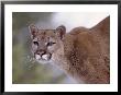Puma by Ernest Manewal Limited Edition Pricing Art Print