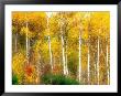Fall Aspen Trees Along Highway 2, Washington, Usa by Janell Davidson Limited Edition Print