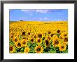 Wild Colors Of Sunflowers, Jamestown, North Dakota, Usa by Bill Bachmann Limited Edition Print