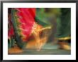 Indian Cultural Dances, Port Of Spain, Trinidad, Caribbean by Greg Johnston Limited Edition Print