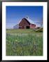 Old Red Barn With Spring Wildflowers, Grangeville, Idaho, Usa by Terry Eggers Limited Edition Print