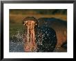Hippopotamus In The Zambezi River by Chris Johns Limited Edition Pricing Art Print