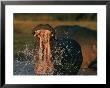 Hippopotamus In The Zambezi River by Chris Johns Limited Edition Print