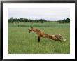 A Red Fox Stretches Its Legs In A Field by Roy Toft Limited Edition Print