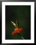 A Swallowtail Butterfly On A Flower by Taylor S. Kennedy Limited Edition Print