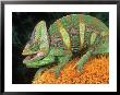 Veiled Chameleon (Chamaeleo Calyptrtus) by Marian Bacon Limited Edition Print