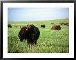 Buffalo Grazing In Custer State Park, Sd by Stephen Gassman Limited Edition Pricing Art Print