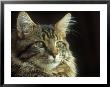 Maine Coon Cat by Tony Ruta Limited Edition Pricing Art Print