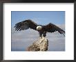 Bald Eagle (Haliaeetus Leucocephalus) Perched With Spread Wings, Boulder County, Colorado by James Hager Limited Edition Print