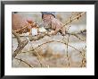 Vineyard Worker, Bodega Del Anelo Winery, Finca Roja, Anelo Region, Neuquen, Patagonia, Argentina by Per Karlsson Limited Edition Print