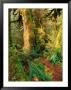 Hall Of Mosses Trail, Olympic National Park, Washington, Usa by Stephen Saks Limited Edition Pricing Art Print