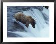 A Young Grizzly Bear (Ursus Arctos Horribilis) Wades Down A Waterfall by Paul Nicklen Limited Edition Pricing Art Print