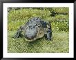 An American Alligator With A Small Fish Hanging Out Of Its Closed Mouth by Joseph H. Bailey Limited Edition Print