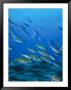 Schooling Snappers, Lutjanus Sp., Indo Pacific by Stuart Westmoreland Limited Edition Print