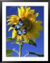 Butterflies On A Sunflower by Paul Katz Limited Edition Pricing Art Print