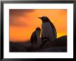 Gentoo Penguins Silhouetted At Sunset On Petermann Island, Antarctic Peninsula by Hugh Rose Limited Edition Pricing Art Print