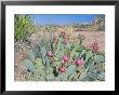 Beavertail Cactus, Joshua Tree National Park, California, Usa by Rob Tilley Limited Edition Print