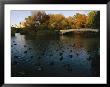 Mallard Ducks Gather At Dusk Near A Bridge On A Central Park Lake by Melissa Farlow Limited Edition Print