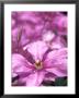 Clematis Margaret Hunt by David Murray Limited Edition Pricing Art Print