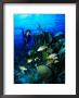 A Diver Watches A Group Of Schoolmasters Congregate Around One Of The Cayman Reefs, Cayman Islands by Michael Lawrence Limited Edition Print