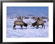 A Pair Of Elk Lock Antlers At The National Elk Refuge, Jackson Hole, Wyoming, Usa by Cheyenne Rouse Limited Edition Print