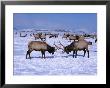 A Pair Of Elk Lock Antlers At The National Elk Refuge, Jackson Hole, Wyoming, Usa by Cheyenne Rouse Limited Edition Pricing Art Print