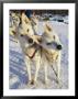 Portrait Of Two Husky Sled Dogs, Their Heads Cocked With Curiosity by Paul Nicklen Limited Edition Print