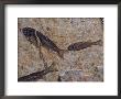 Fish Fossils Found At Sihetun, Liaoning Province, China by O. Louis Mazzatenta Limited Edition Pricing Art Print