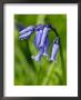 Hyacinthoides Non-Scripta, Bluebell by Susie Mccaffrey Limited Edition Print