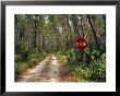 Central Florida, Stop Sign, Ocala Forest Road by Pat Canova Limited Edition Print