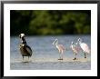 Brown Pelican And Roseate Spoonbill, Tampa Bay, Florida by Tim Laman Limited Edition Print