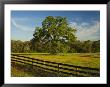 Wildflowers Of Paintbrush And Blue Bonnets, Gay Hill Area, Texas, Usa by Darrell Gulin Limited Edition Print