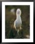 A Close View Of A Long-Legged Reddish-Egret In Its White Phase by Kenneth Garrett Limited Edition Print
