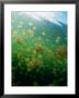 Jellyfish (Scyphozoa), Palau by Michael Aw Limited Edition Print