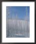 Frost Covered Burnt Trees In A Snowy Landscape by Tom Murphy Limited Edition Print