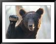 A Bear Waves At The Camera by Raymond Gehman Limited Edition Pricing Art Print