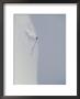 Overhead View Of Skier Skiing Down Slope by Dugald Bremner Limited Edition Print