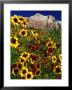 Summer Flowers, Springdale, Utah by David Carriere Limited Edition Print
