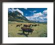 Cattle Grazing On Mt. Crested Butte, Colorado by Tom Stillo Limited Edition Print