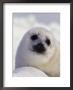 Harp Seal Pup, Pagophilus Groenlandicus by Robert Franz Limited Edition Print