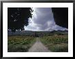 Wine Estate In The Chianti Region, Italy by Ron Johnson Limited Edition Print